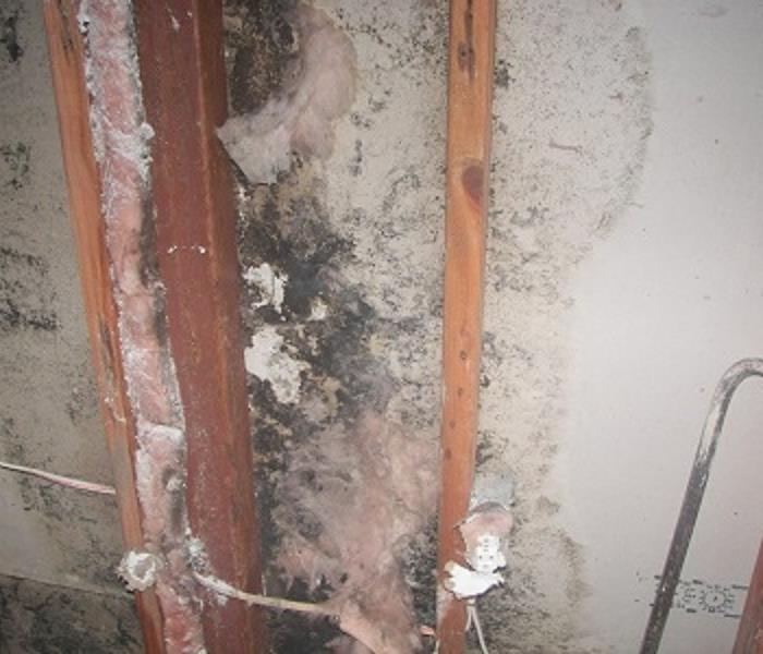 mold growth on wall 