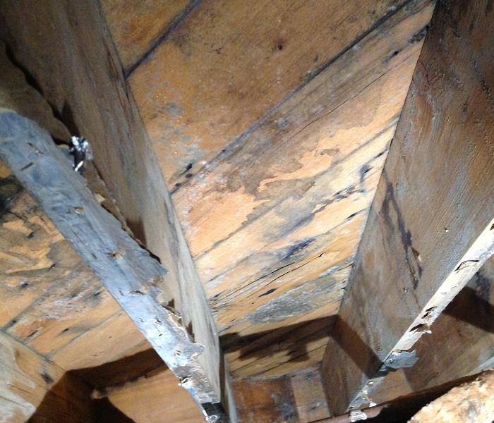 mold on ceiling joists 